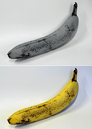 Beim Anblick einer schwarz-weiß abgebildeten Banane kann das Gehirn die gelbe Farbe umgehend substituieren.