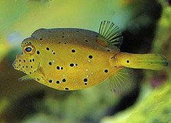 Der Kofferfisch, so wie er ist ... Der Kofferfisch, so wie er ist ...
