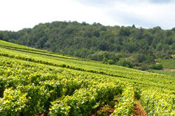 Wein aus Burgund. Wein aus Burgund.
