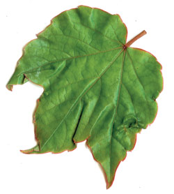 Artikelbild