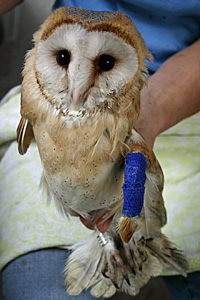 Eine der Eulen brach sich beim Sturz den Flügel - der Gips konnte mittlerweile wieder entfernt werden. Eine der Eulen brach sich beim Sturz den Flügel - der Gips konnte mittlerweile wieder entfernt werden.