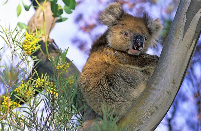  - Australien-koala-quer