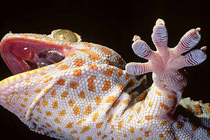 gecko klebt an scheibe