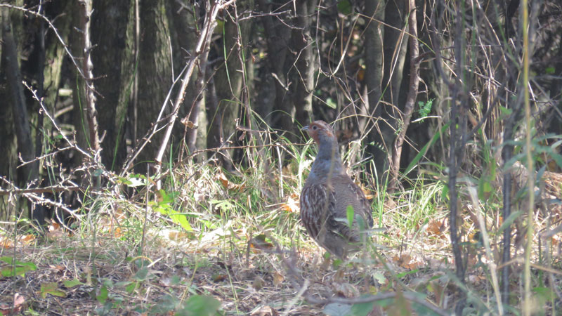 Gezüchtetes Rebhuhn zur Niederwildjagd, an der österreichisch-ungarischen Grenze ausgesetzt.