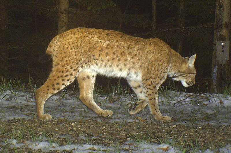 Ein verschwundener Luchs aus einem Wiederansiedlungsprojekt im Nationalpark Kalkalpen.