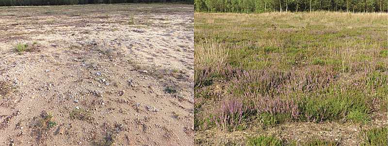 Boden lässt sich "gesundimpfen" - Natur - derStandard.at › Wissenschaft