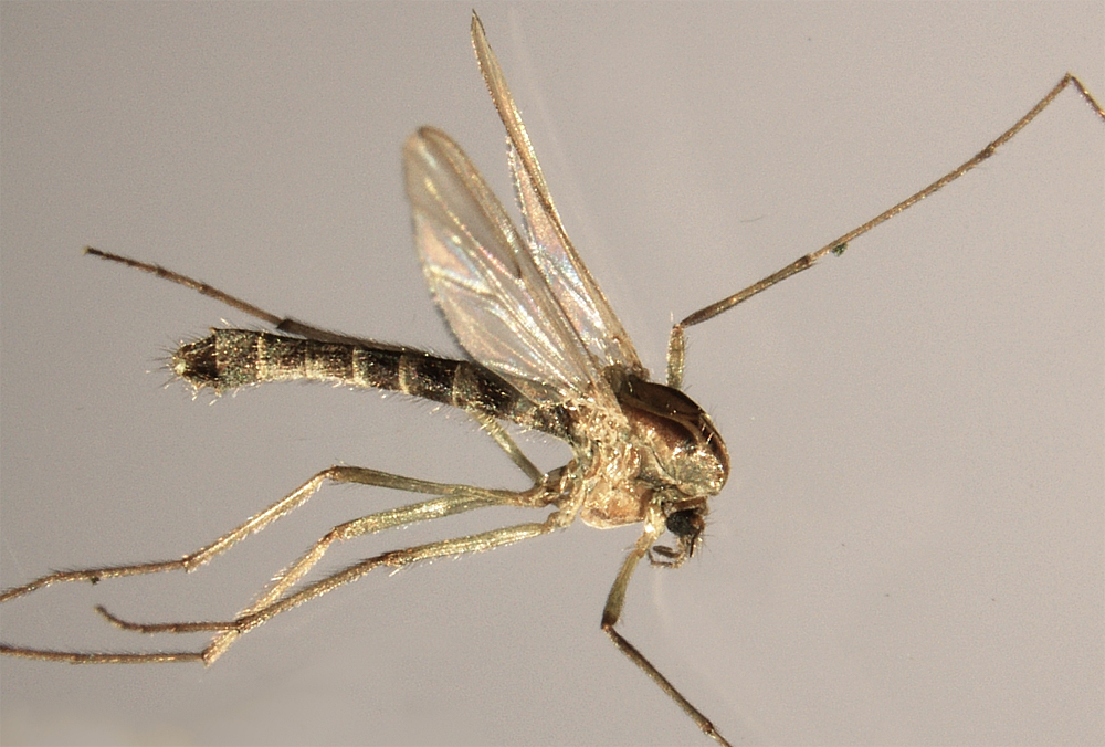 foto: senckenberg/pfenninger