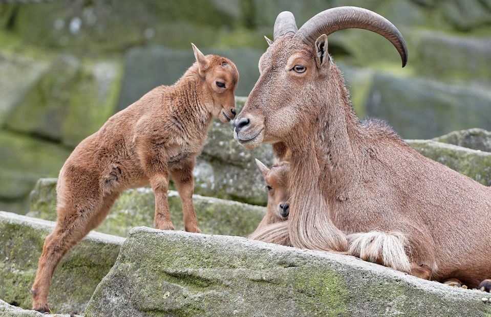 foto: apa/norbert potensky