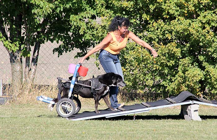 Paralympics der Hunde Rollmops und Krummbein [Seite 1] Haustiere