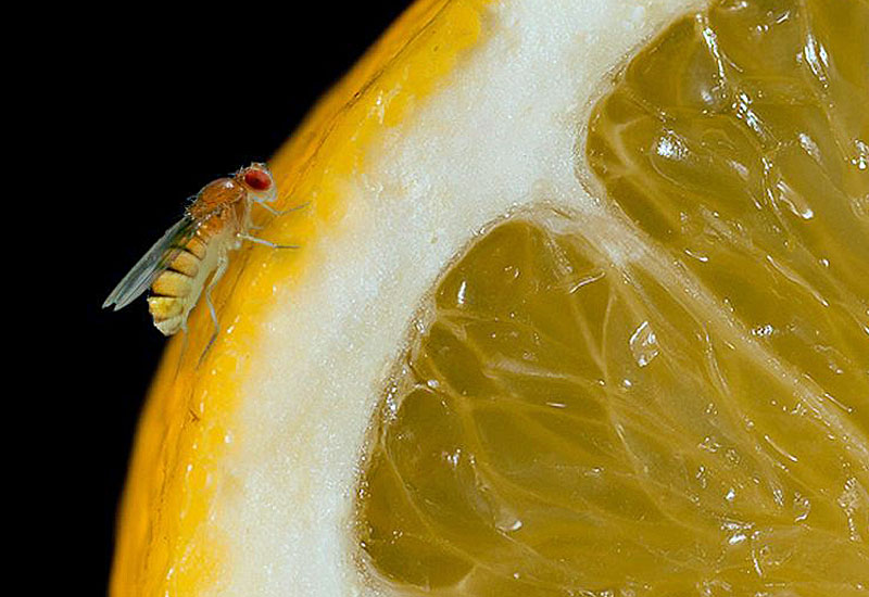Fruchtfliege "Drosophila melanogaster" bei der Nahrungsaufnahme. An dieser Spezies konnten die Forscher zeigen, wie nicht mehr gebrauchte Stammzellen verschwinden. Fruchtfliege "Drosophila melanogaster" bei der Nahrungsaufnahme. An dieser Spezies konnten die Forscher zeigen, wie nicht mehr gebrauchte Stammzellen verschwinden.