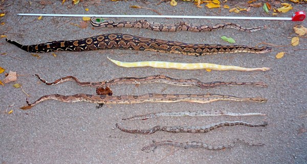 Foto: APA/M.KYEK/HAUS DER NATUR