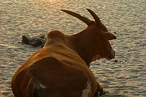 foto: david sperl 