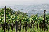 Foto: bio-weingut geyerhof
