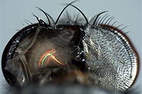 Foto: mpi neurobiologie