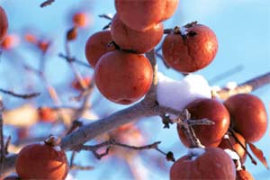 foto: www.appleicewine.com