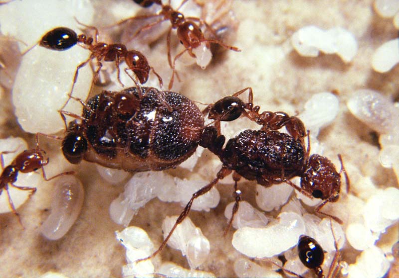 foto: science/aaas/kenneth g. ross