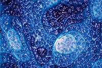 Foto: seth b. darling, argonne national laboratory, steven j. sibener, university of chicago