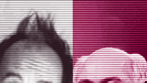 montage: derstandard.at/rasch