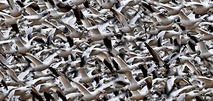 Foto: charles funk, national geographic photocontest 2011
