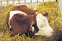 foto: www.corn.at