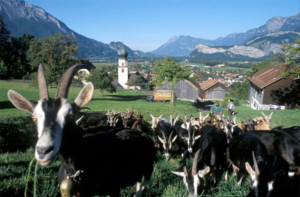 foto: swiss-image.ch/ferienregion heidiland/christian perret