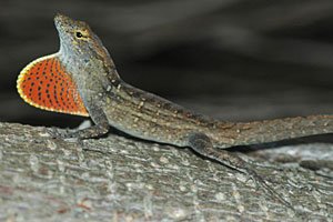 Foto: Wikimedia