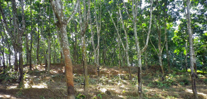 Foto: an yan