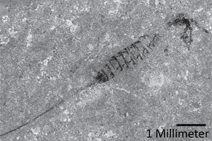 Foto: Palaeodiversity/Rudolf Stockar 