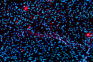 Foto: science/aaas