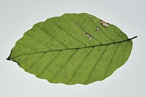foto: bundesforste/baumwissen