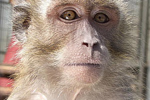 foto: vanessa schmitt / deutsches primatenzentrum gmbh