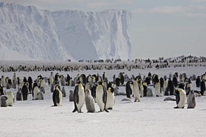 foto: british antarctic survey 