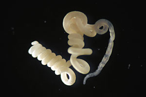 foto: hydra/mpimm/c.lott