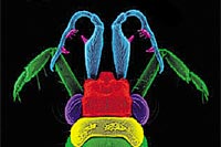 illustration: aaas/science 