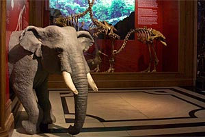 foto: naturhistorisches museum wien
