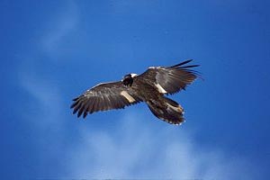 foto: m. knollseisen/nationalpark hohe tauern