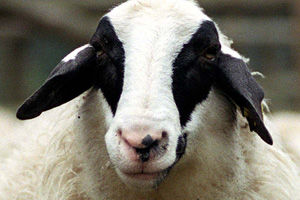 foto: der standard/heribert corn
