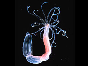 foto: nature, 2005