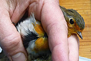 foto: mpi für ornithologie, radolfzell