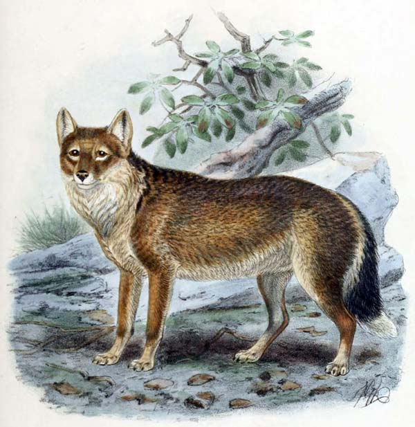 bild: john gerrard keulemans (public domain)