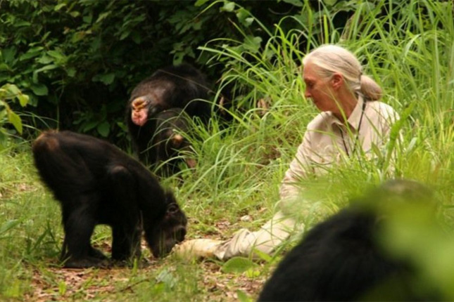 foto: www.janegoodall.at