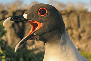 foto: max-planck-institut für ornithologie