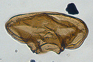 foto: sander houben, universität utrecht