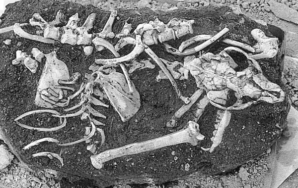 foto: plos one/domingo et al.