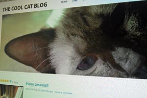 foto: the cool cat blog