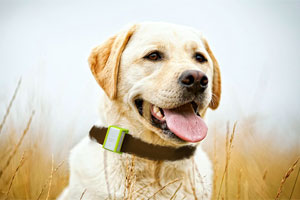 foto: locca