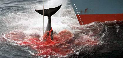 foto: greenpeace/jeremy sutton-hibbert 