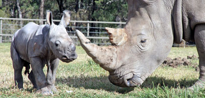 foto: taronga zoo