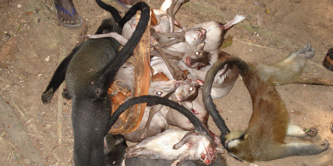 foto: wwf