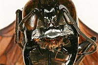 Foto: michael ohl, museum für naturkunde berlin